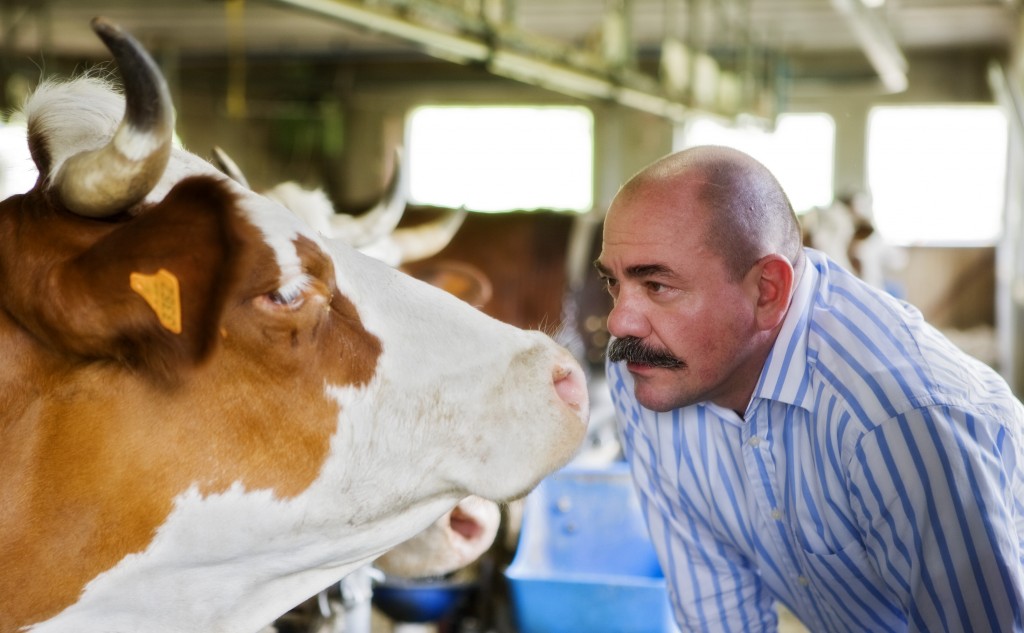beaufort_vache
