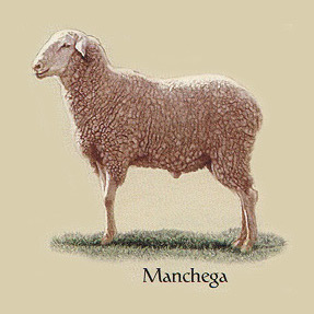 queso manchego